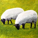 Welsh Sheep